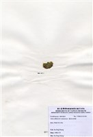 藏品(寬角叉珊藻)的圖片